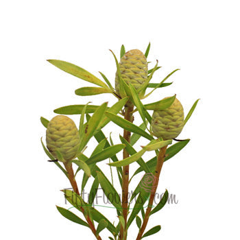 Winter Sunshine Cone Leucadendron