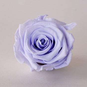 Preserved Cool Lavender Rose