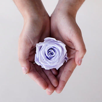 Preserved Cool Lavender Rose