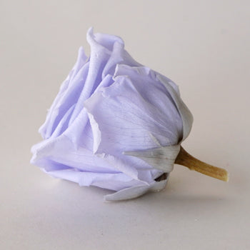 Preserved Cool Lavender Rose