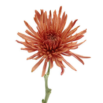 Copper Bronze Spider Mum