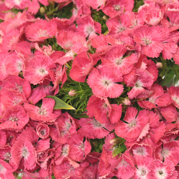 Coral Dianthus Flower