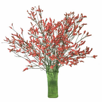 Coral Limonium Airbrushed Filler Flowers
