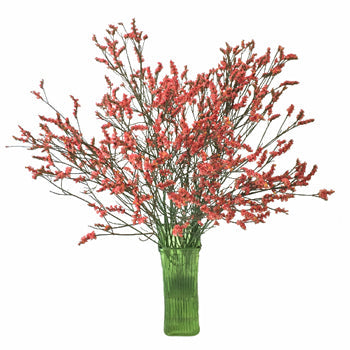 Coral Limonium Airbrushed Filler Flowers