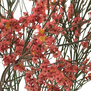 Coral Limonium Airbrushed Filler Flowers