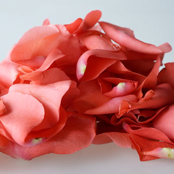 Coral Real Roses Petals