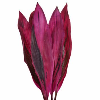 Cordyline Red Leaves