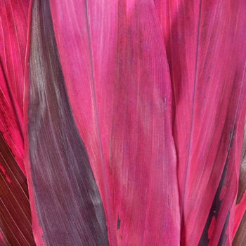 Cordyline Red Leaves