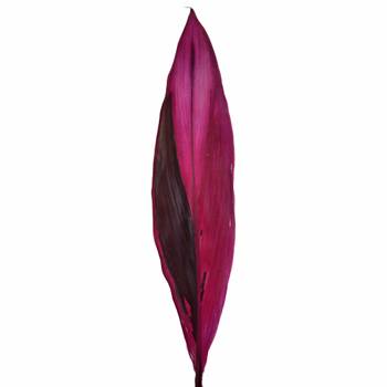 Cordyline Red Leaves