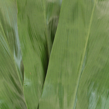 Cordyline Green Leaf Filler