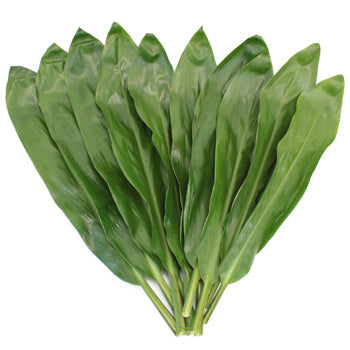 Cordyline Green Leaf Filler