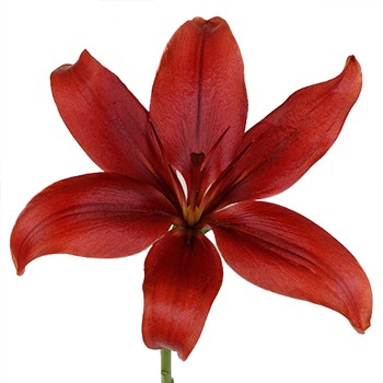 Brick Red LA Hybrid Lily
