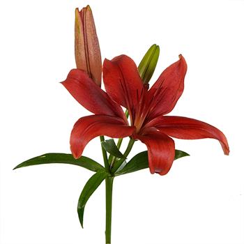 Brick Red LA Hybrid Lily