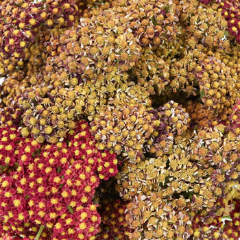 Burgundy Taupe Cottage Yarrow Flowers