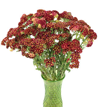 Yarrow Cottage Red