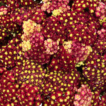 Yarrow Cottage Red