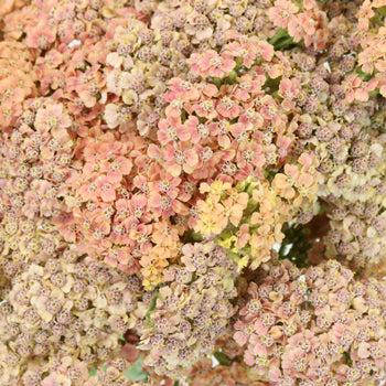 Peachy Pink Cottage Yarrow Flowers