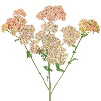 Peachy Pink Cottage Yarrow Flowers