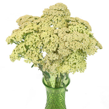 Yarrow Cottage Yellow