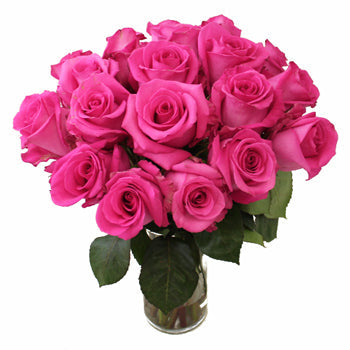 Cotton Candy Hot Pink Rose
