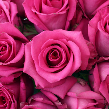Cotton Candy Hot Pink Rose