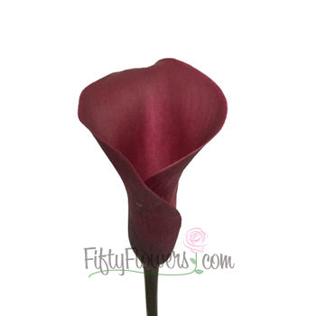 PurpleBerry Mini Calla Lily