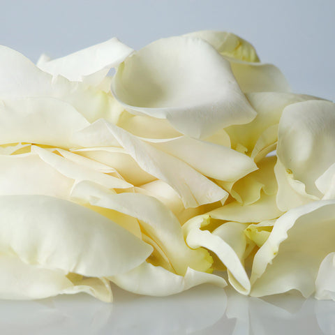 Cream Real Roses Petals