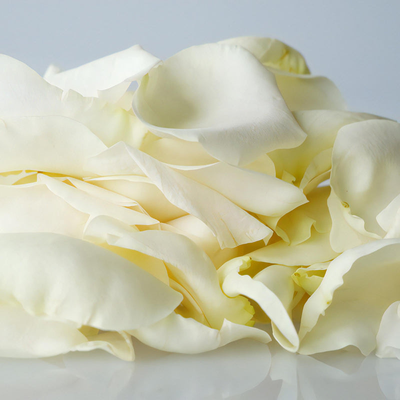 Cream Real Roses Petals