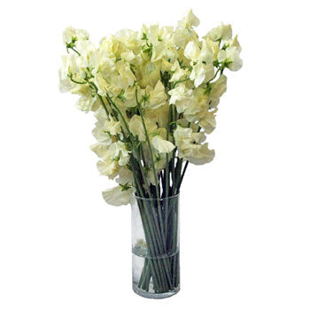 Cream Designer Japanese Sweet Peas