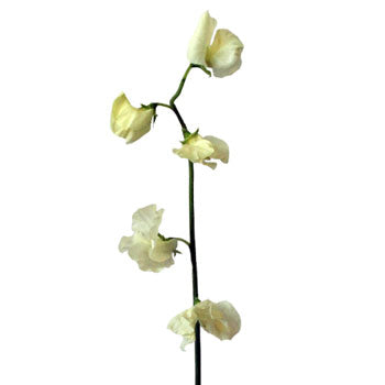 Cream Designer Japanese Sweet Peas