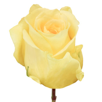 Lemon Sherbet Sweetheart Roses