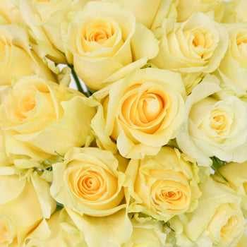 Lemon Sherbet Sweetheart Roses