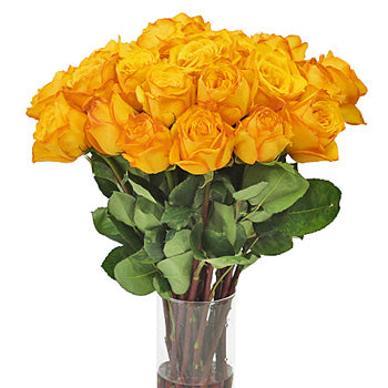 Golden Rod Yellow Rose