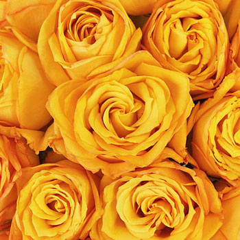 Golden Rod Yellow Rose