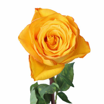 Golden Rod Yellow Rose