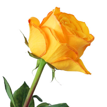 Golden Rod Yellow Rose