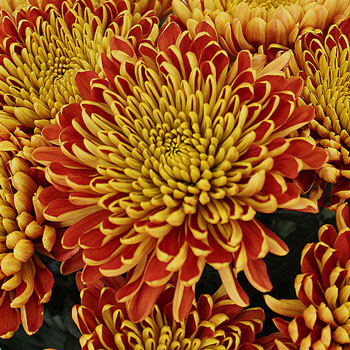 Fall Sunset Cremon Flower