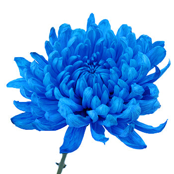 Blue Cremon Bulk Flowers