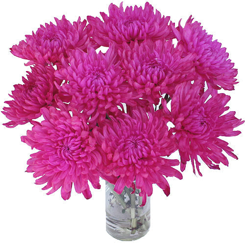 Hot Pink Flower Mum Enhanced