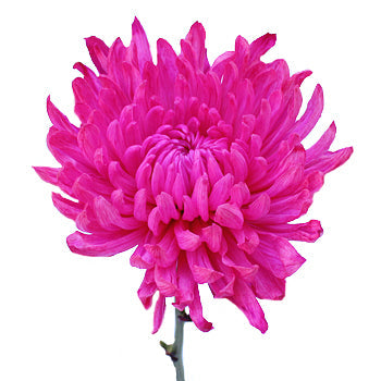 Hot Pink Flower Mum Enhanced