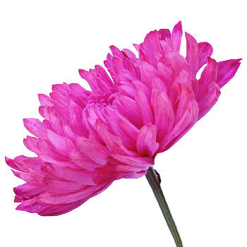 Hot Pink Flower Mum Enhanced