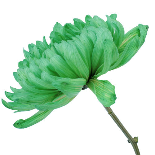 Green Cremon Bulk Flowers