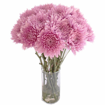 Dahlia Style Cremon Pink Lavender