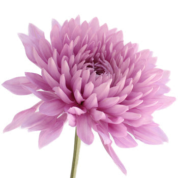 Dahlia Style Cremon Pink Lavender