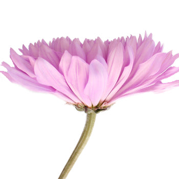 Dahlia Style Cremon Pink Lavender
