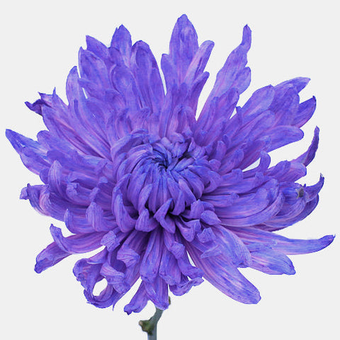 Purple Pastels Wedding Cremon Flower