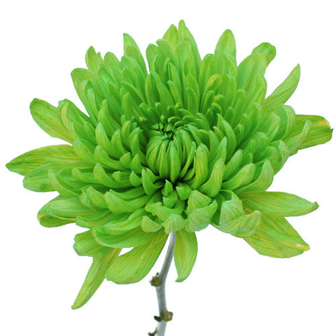 Lime Green Wedding Flower