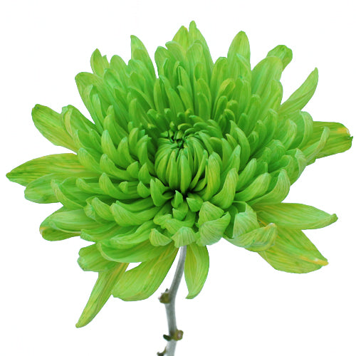 Lime Green Wedding Flower