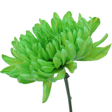 Lime Green Wedding Flower