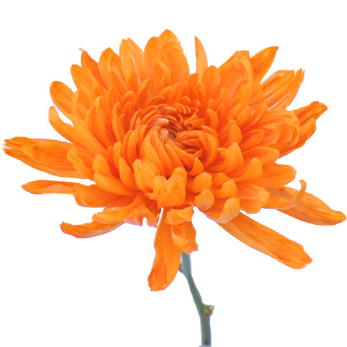 Orange You Glad Bulk Cremon Flowers